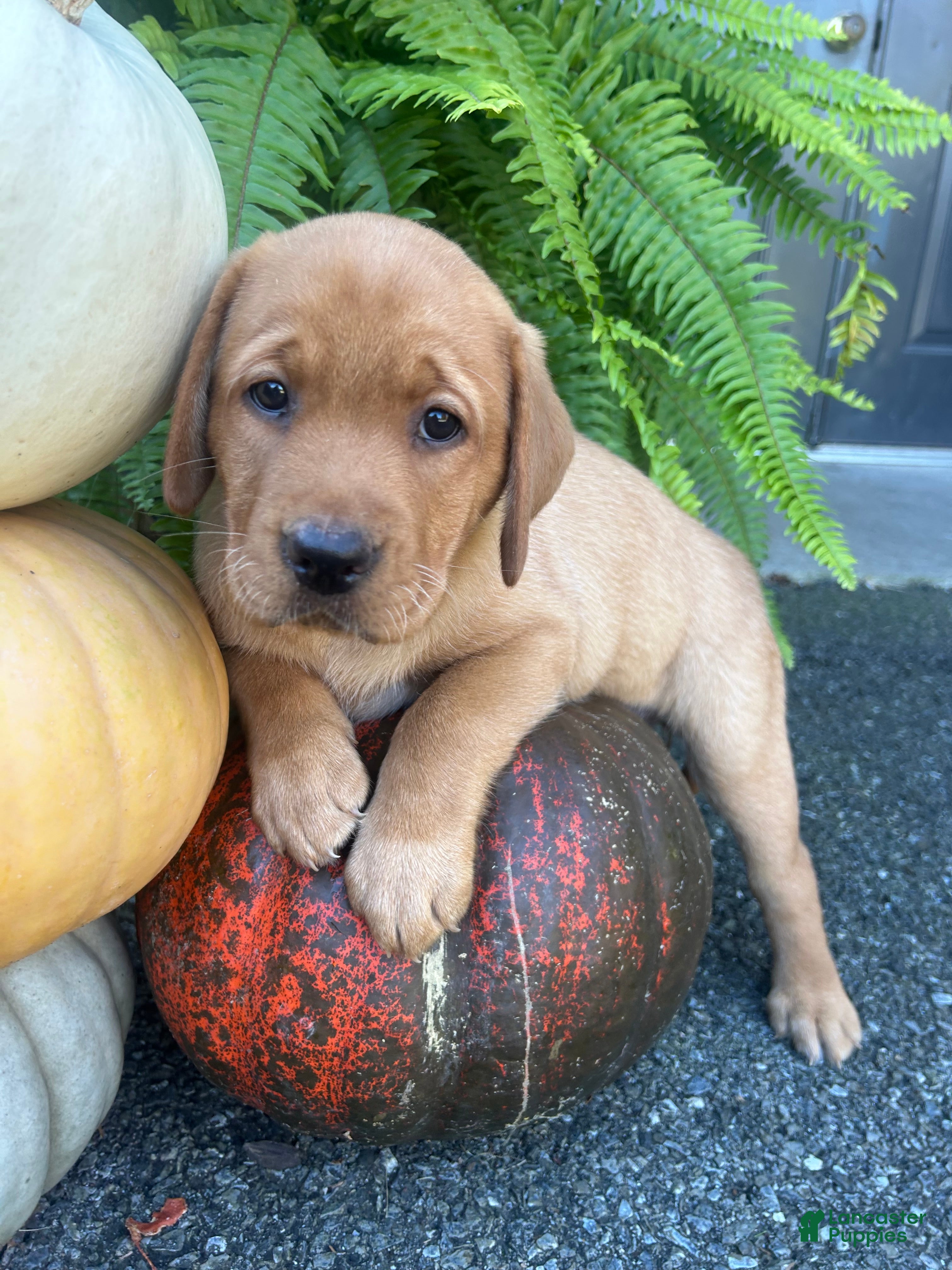 Labrador Retriever dogs for sale: Ember - Ad 2
