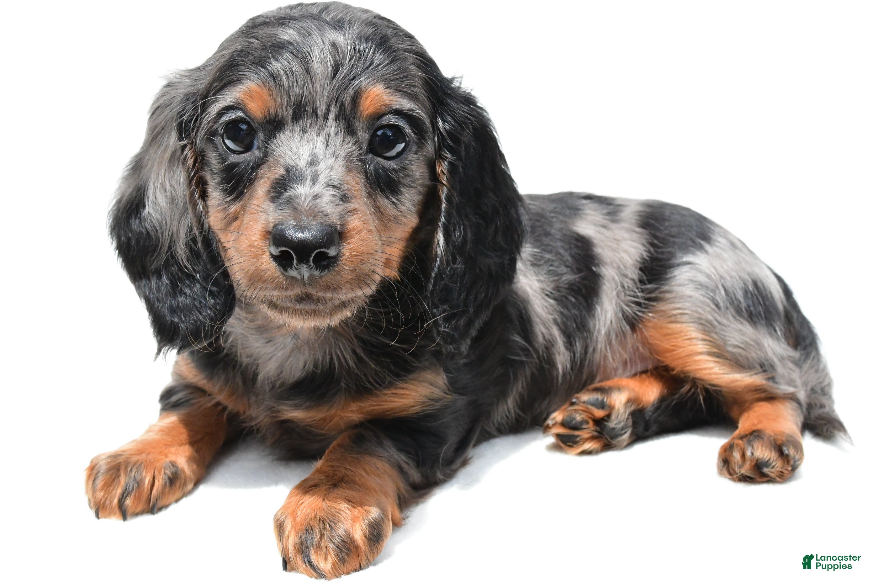 Miniature Dachshund dogs Khloe  - Ad 1