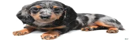 Miniature Dachshund dogs for sale: Khloe  - Ad 1