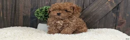 Toy Poodle dogs for sale: Chloe - Ad 5