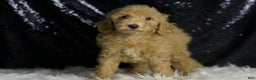 Mini Goldendoodle dogs for sale: Marvel - Ad 2