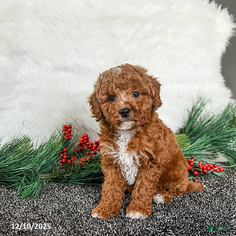 Toy Poodle dogs Jingles - Ad 19