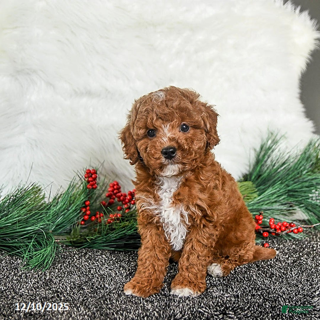 Toy Poodle dogs for sale: Jingles - Ad 1