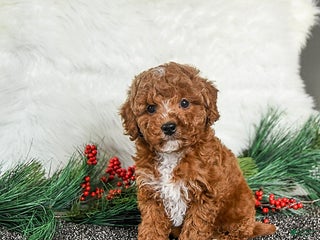 Toy Poodle dogs Jingles - Ad 2