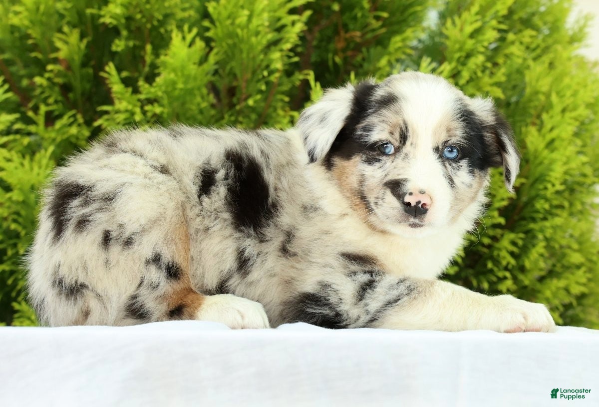 Australian Shepherd dogs for sale: Skippy - Ad 4