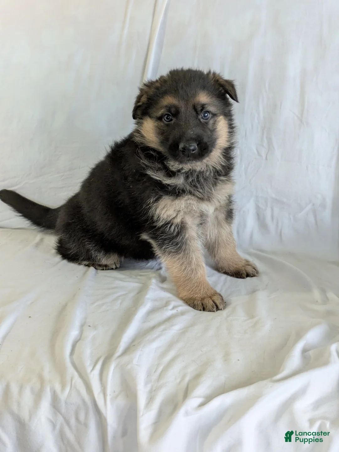 German Shepherd dogs for sale: Sydney - Ad 2