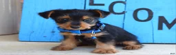 Yorkshire Terrier dogs for sale: Hudson - Ad 4