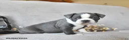 Boston Terrier dogs for sale: Kingston - Ad 2