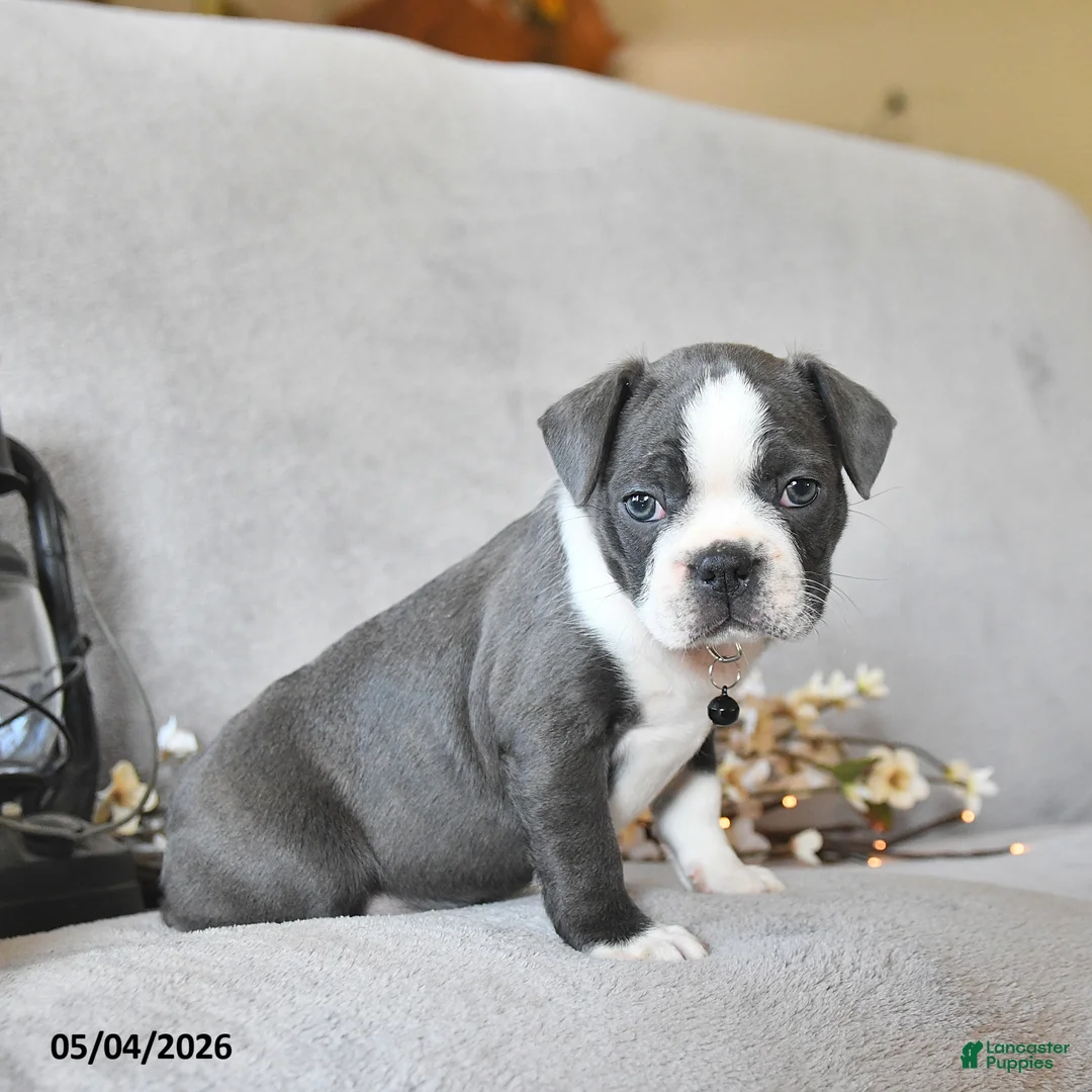 Boston Terrier dogs for sale: Kingston - Ad 2