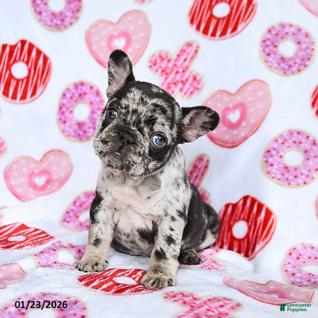 French Bulldog dogs for sale: Fifi - Ad 1