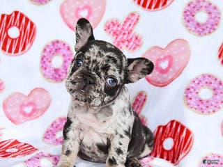French Bulldog dogs Fifi - Ad 24