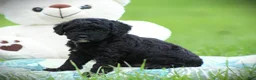 Cockapoo dogs for sale: Zorro - Ad 5