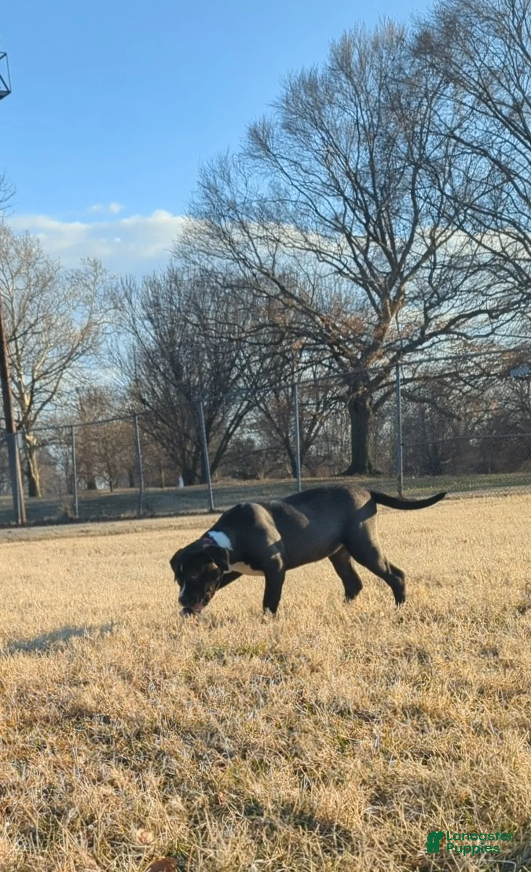 American Bully dogs for sale: Rage - Ad 7