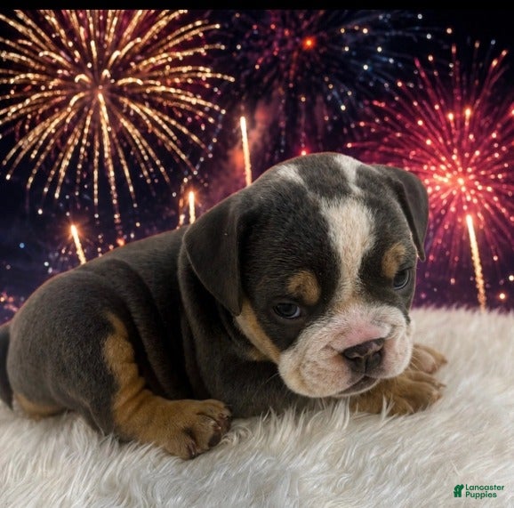 English Bulldog dogs for sale: Roscoe_Male - Ad 1