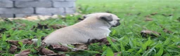 Pug dogs for sale: Ginger -male- - Ad 3