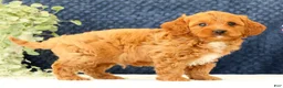 Cavapoo dogs for sale: Asher - Ad 8