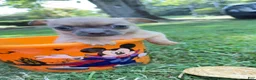 Chihuahua dogs for sale: Chihuahua 1 - Ad 5