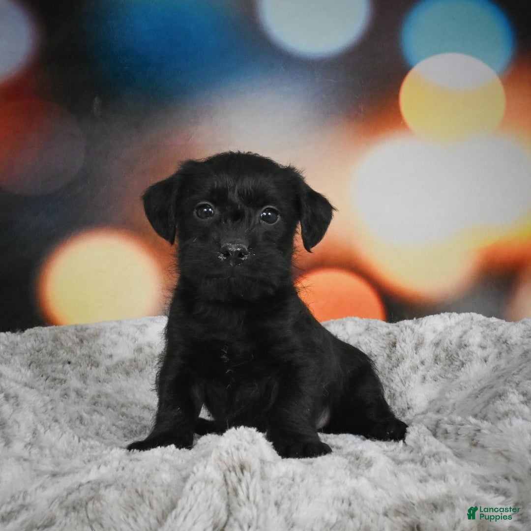 Mixed Breed dogs for sale: Rover - Ad 2