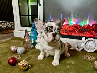 French Bulldog dogs - Ad 29