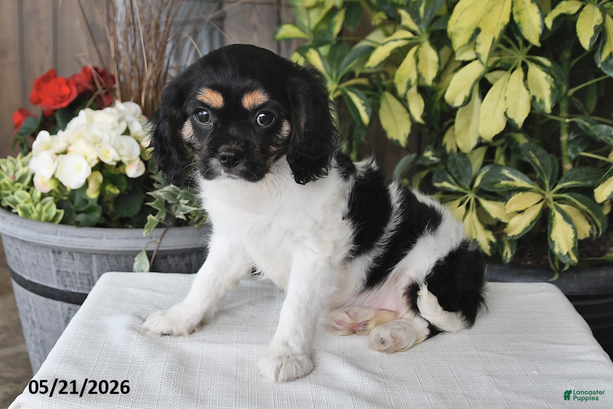 Cavalier King Charles Spaniel dogs Carla - Ad 2