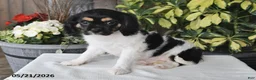 Cavalier King Charles Spaniel dogs for sale: Carla - Ad 2