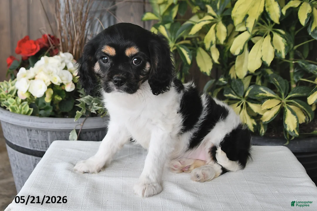 Cavalier King Charles Spaniel dogs for sale: Carla - Ad 2