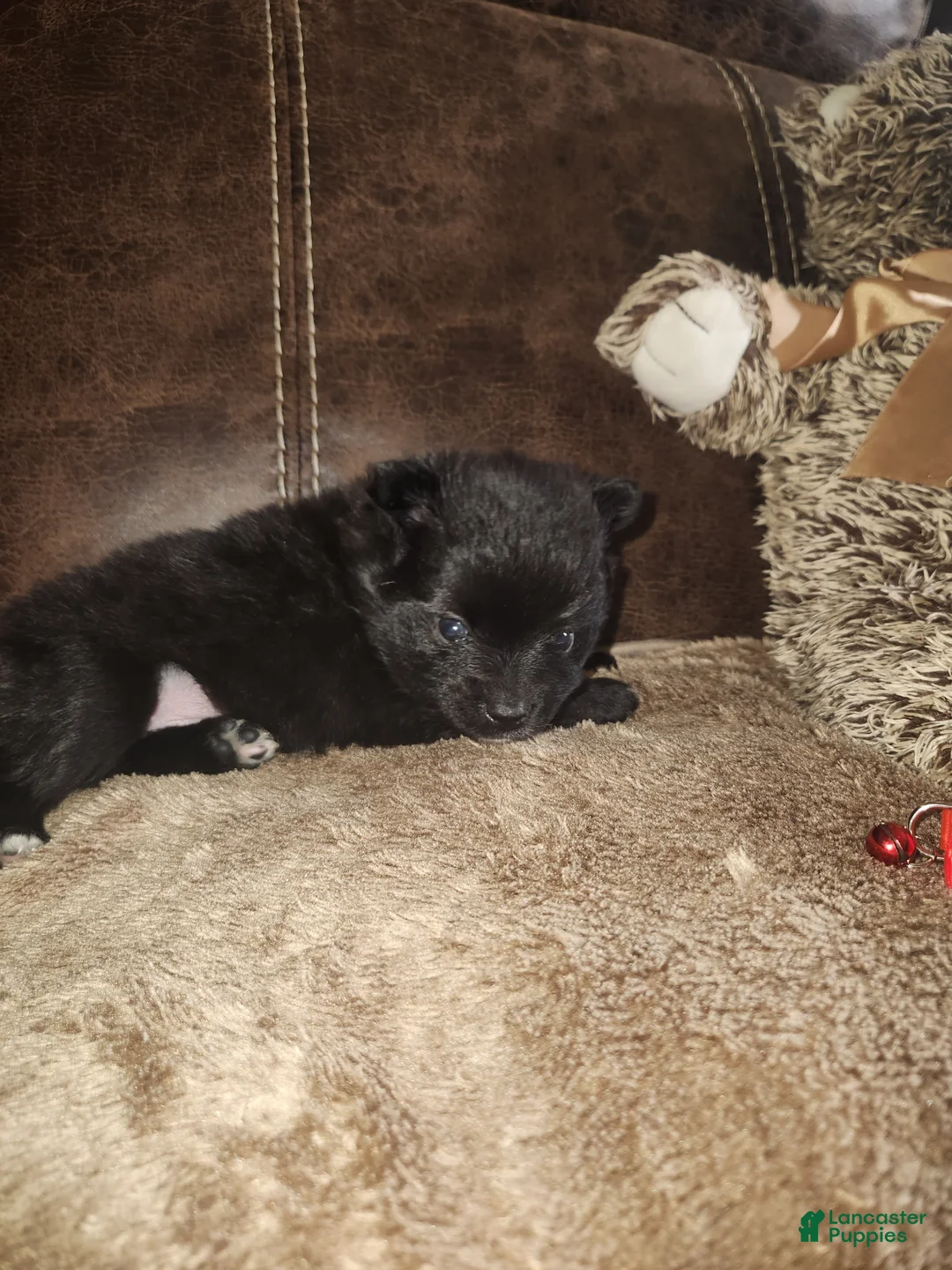 Pomeranian dogs for sale: Pomeranian Puppy 1 - Ad 1