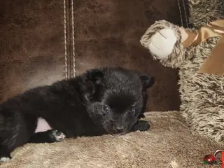 Pomeranian dogs Pomeranian Puppy 1 - Ad 38