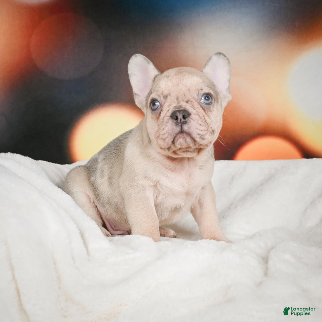 French Bulldog dogs for sale: Axel - Ad 2
