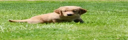 Golden Retriever dogs for sale: Rover - Ad 4