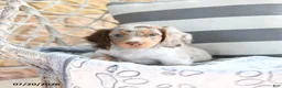 Dachshund dogs for sale: Dobby - Ad 2