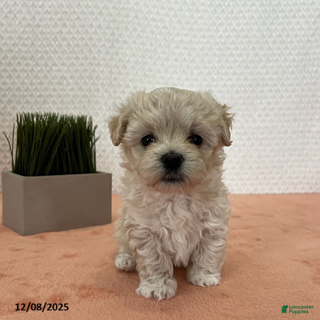 Havapoo dogs for sale: Grace - Ad 2