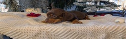 Miniature Dachshund dogs for sale: Finn - Ad 5