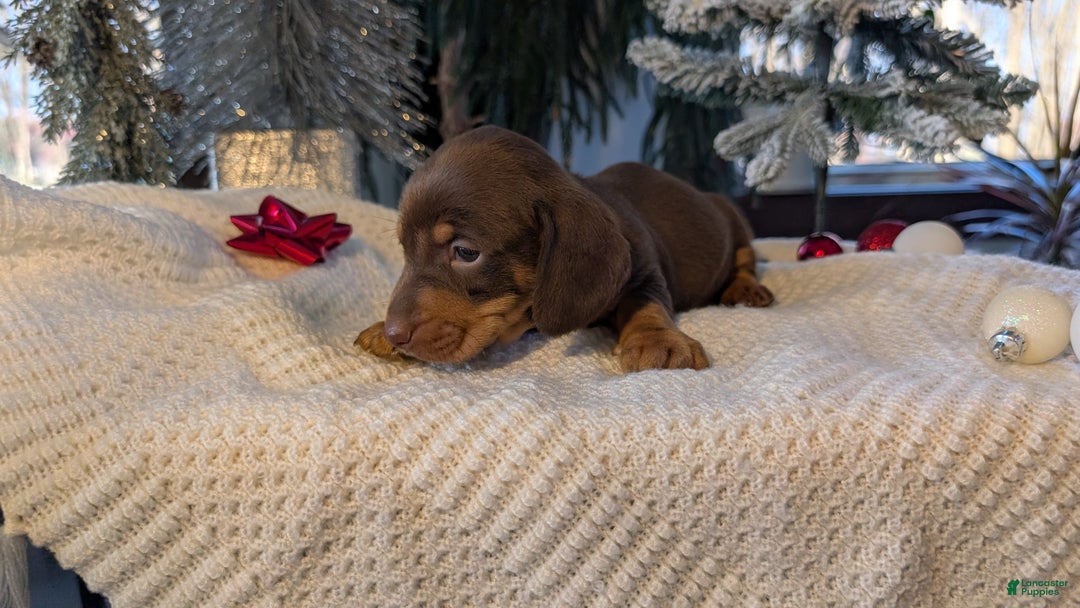 Miniature Dachshund dogs for sale: Finn - Ad 5