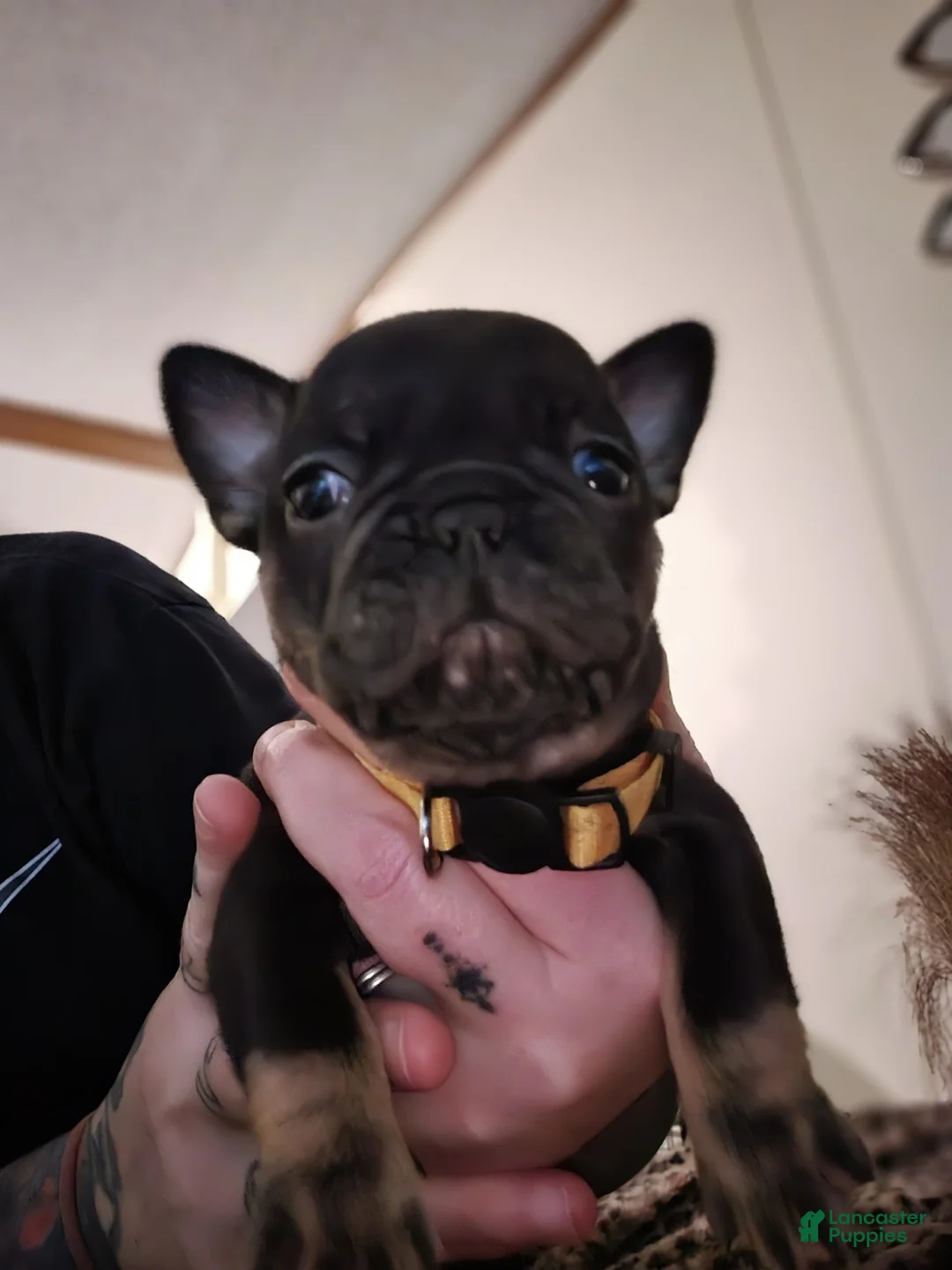 French Bulldog dogs for sale: French Bulldog Puppy 3 - Ad 2