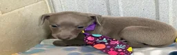 Italian Greyhound dogs for sale: Bear - Ad 4