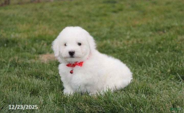 Bichon Frise dogs River - Ad 18