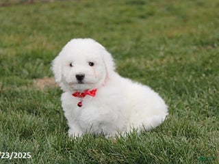 Bichon Frise dogs River - Ad 18