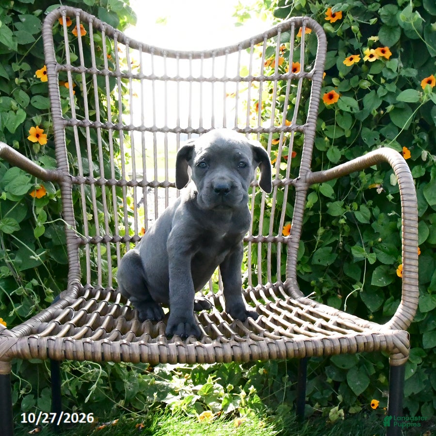 Cane Corso dogs for sale: Mia  - Ad 2