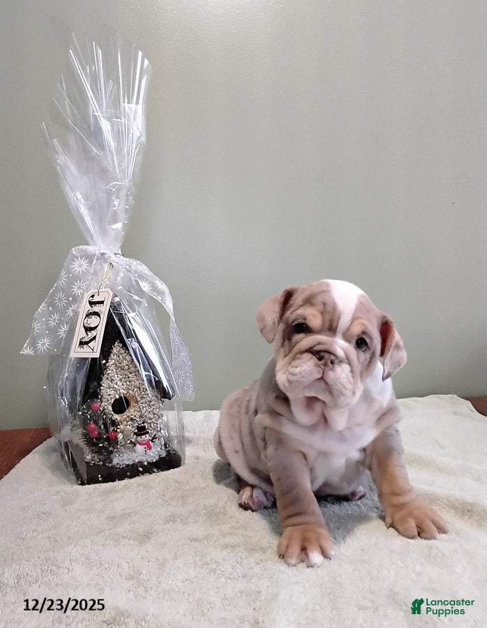 English Bulldog dogs Sharla - Ad 40