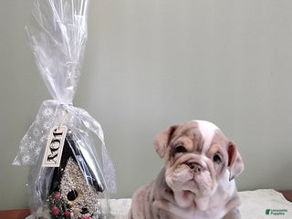 English Bulldog dogs Sharla - Ad 40