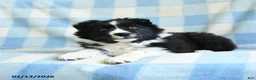 Border Collie dogs for sale: Jack  - Ad 3