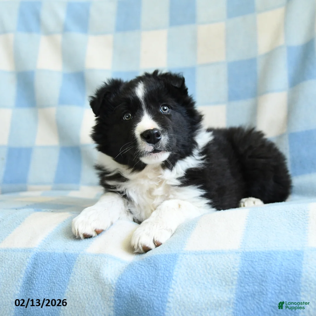Border Collie dogs for sale: Jack  - Ad 3
