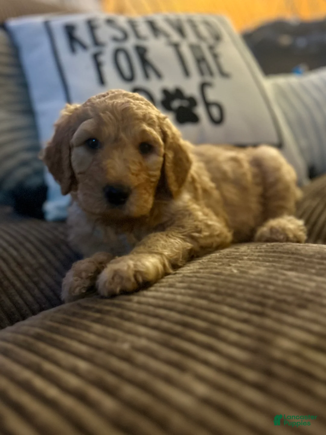 Goldendoodle dogs for sale: Jim Beam (J.B) - Blue Collar Male  - Ad 1