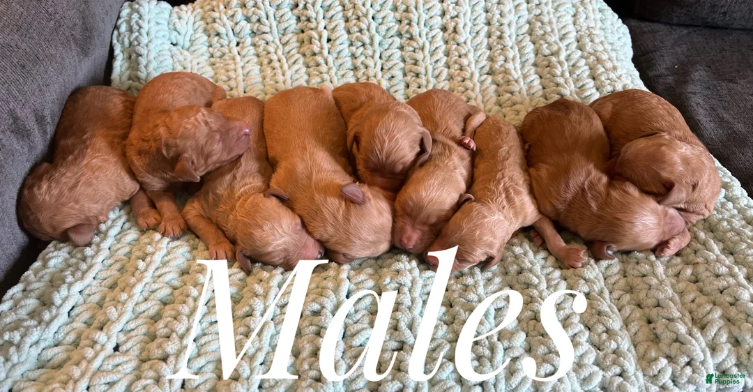 Goldendoodle dogs for sale: Goldendoodle Puppy 2 - Ad 1