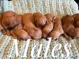 Goldendoodle dogs Goldendoodle Puppy 2 - Ad 13