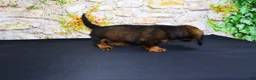 Miniature Dachshund dogs for sale: Lizz - Ad 9