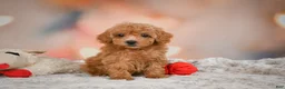 Toy Poodle dogs for sale: Haley - Ad 3
