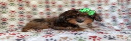 Mini Aussiedoodle dogs for sale: Lainey - Ad 6