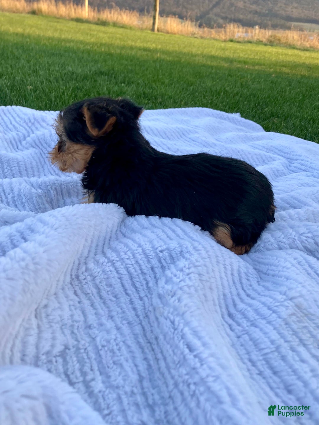 Yorkshire Terrier dogs for sale: Belle - Ad 8
